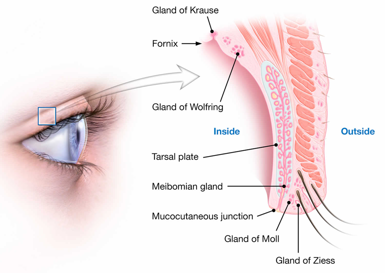 eyelid_anatomy