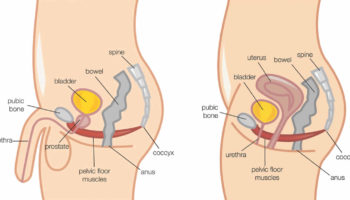 kegel exercises