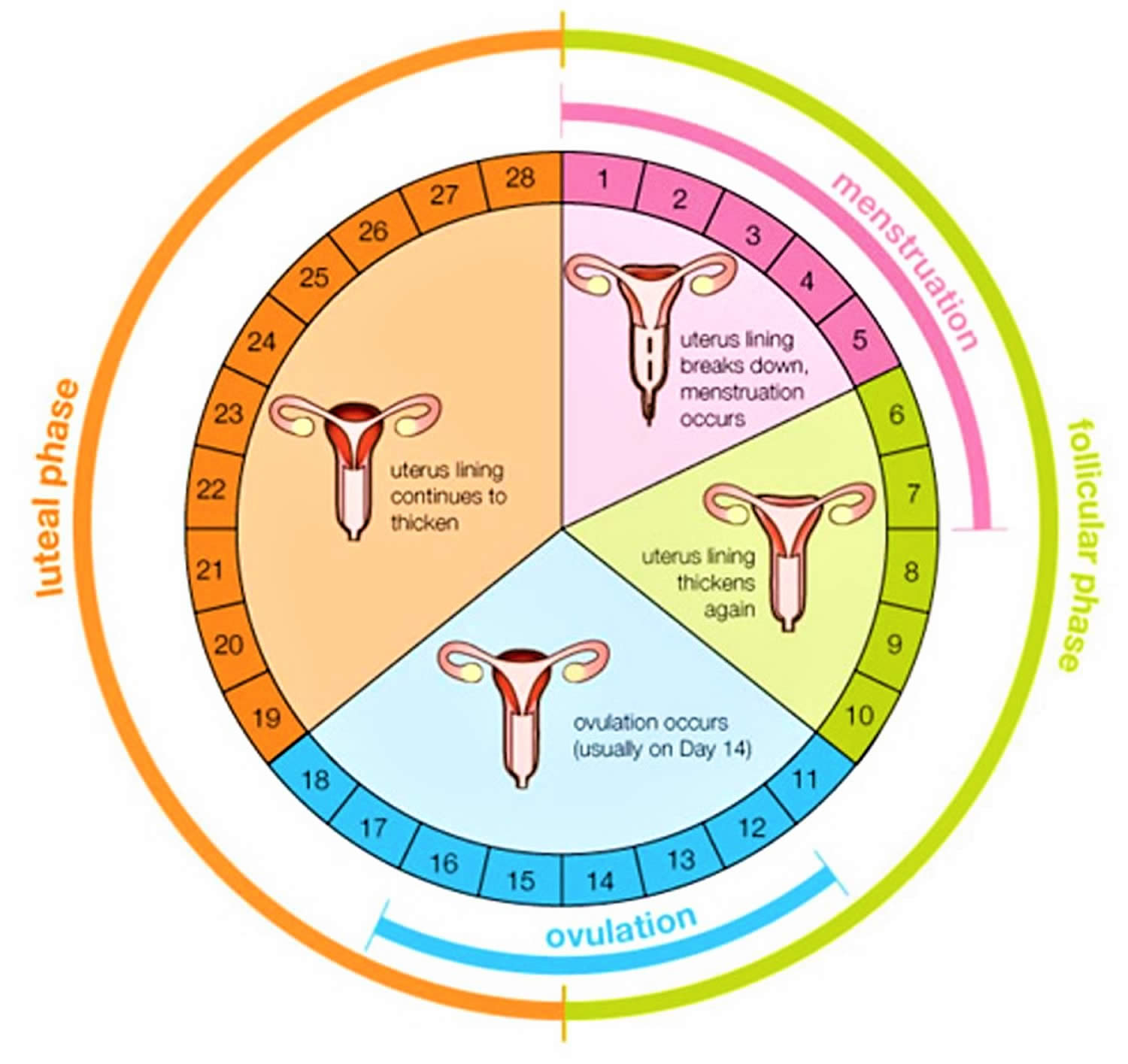 Anovulation: Everything you need to know about the #1 cause of infertility  - Inito