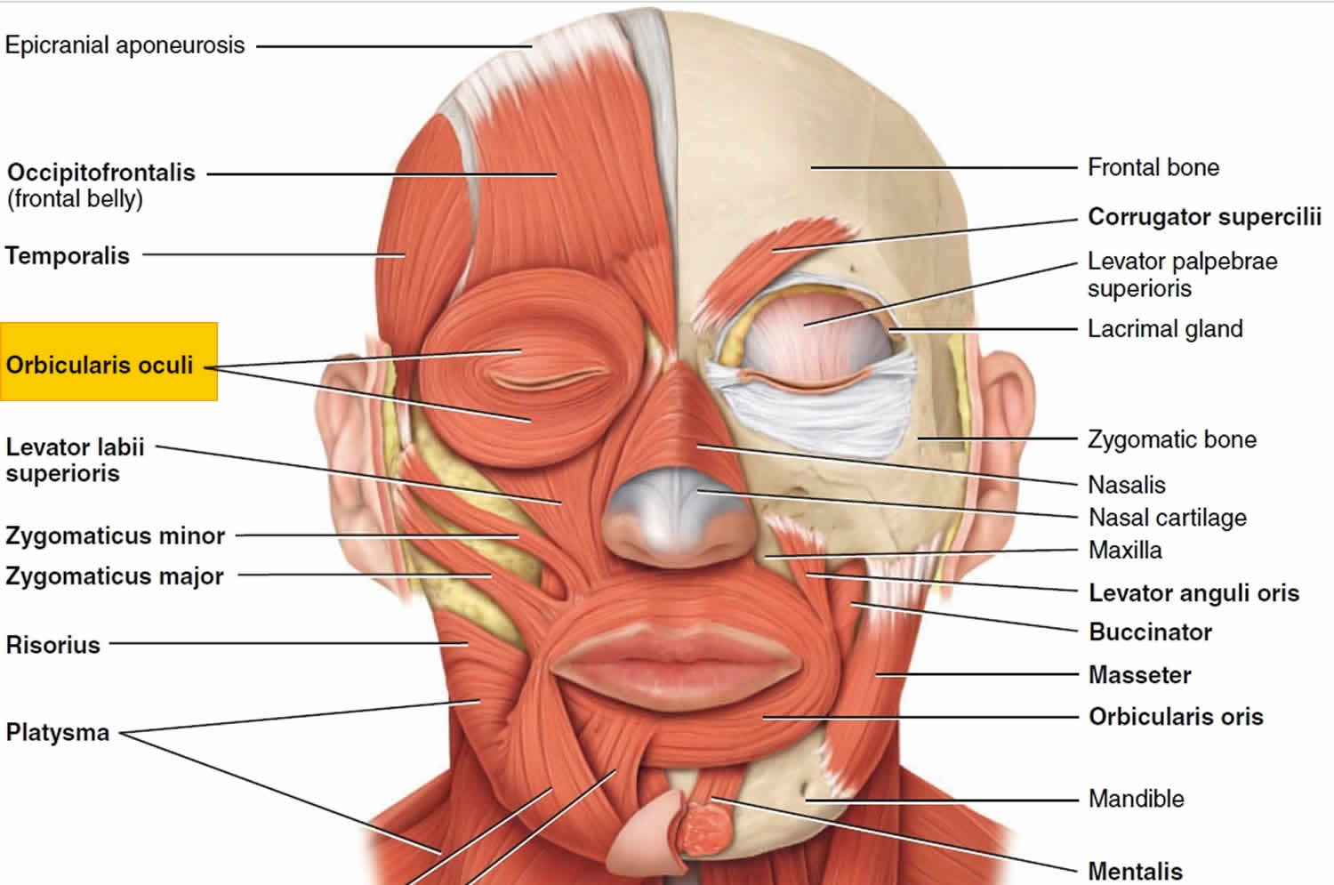 muscles of the eyelids