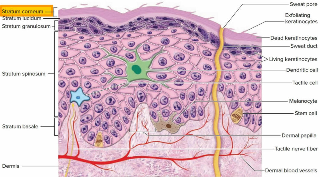 Pitted keratolysis causes prevention and treatment