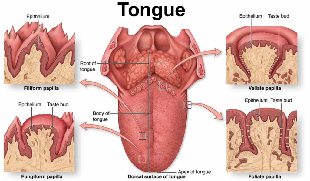 tongue-cancer-causes-signs-symptoms-stages-prognosis-and-treatment