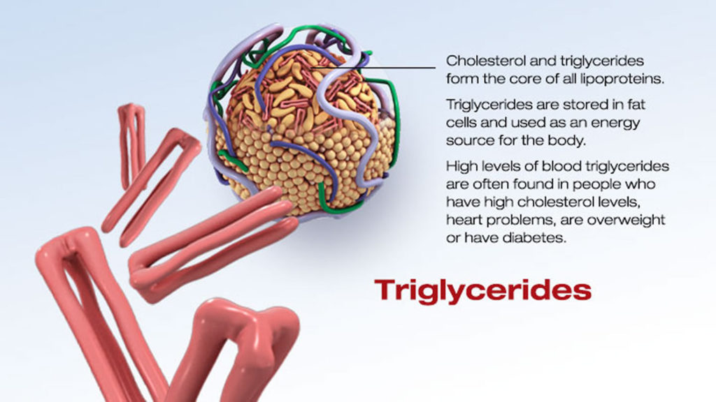 Where Do Triglycerides In Blood Come From