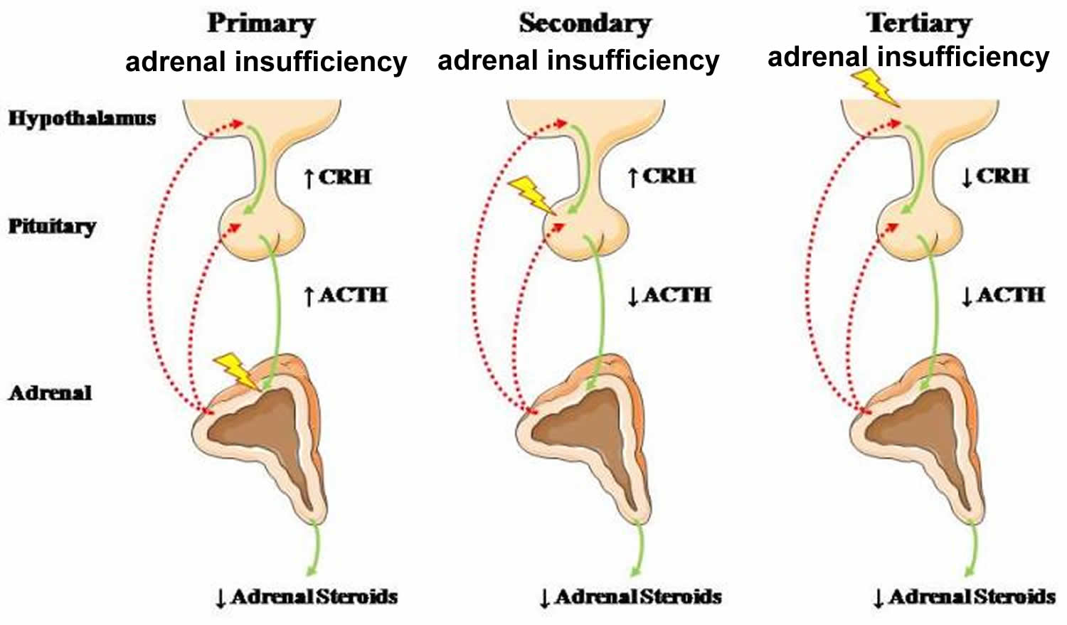 adrenals function