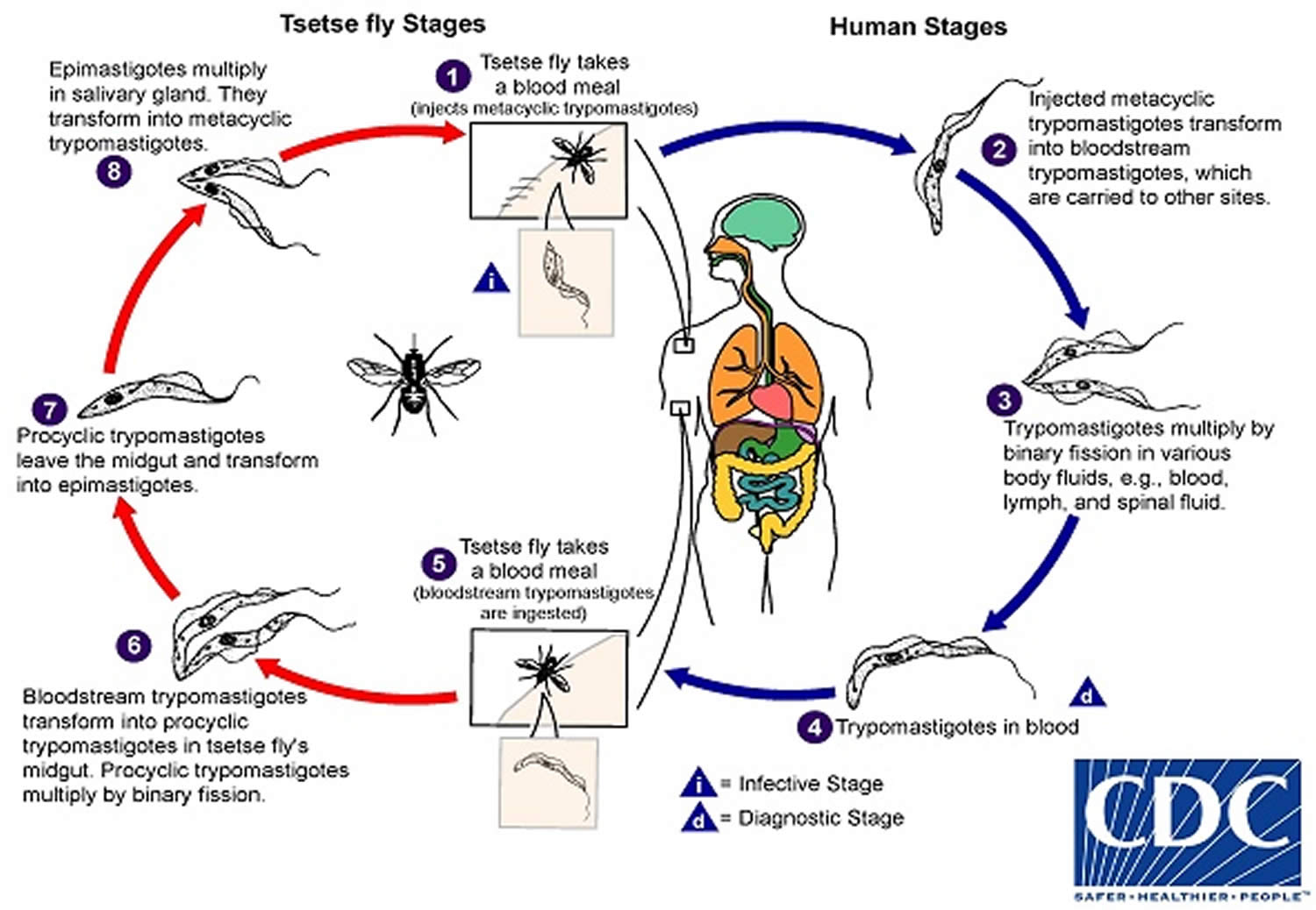 trypanosome life cycle