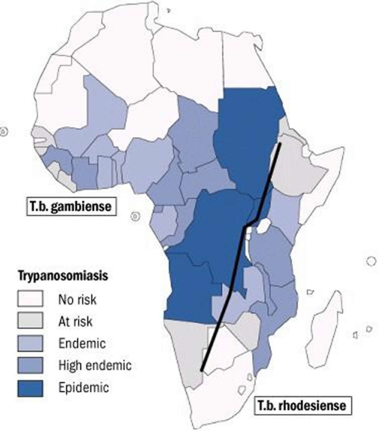 sleeping-sickness-african-sleeping-sickness-causes-symptoms-treatment