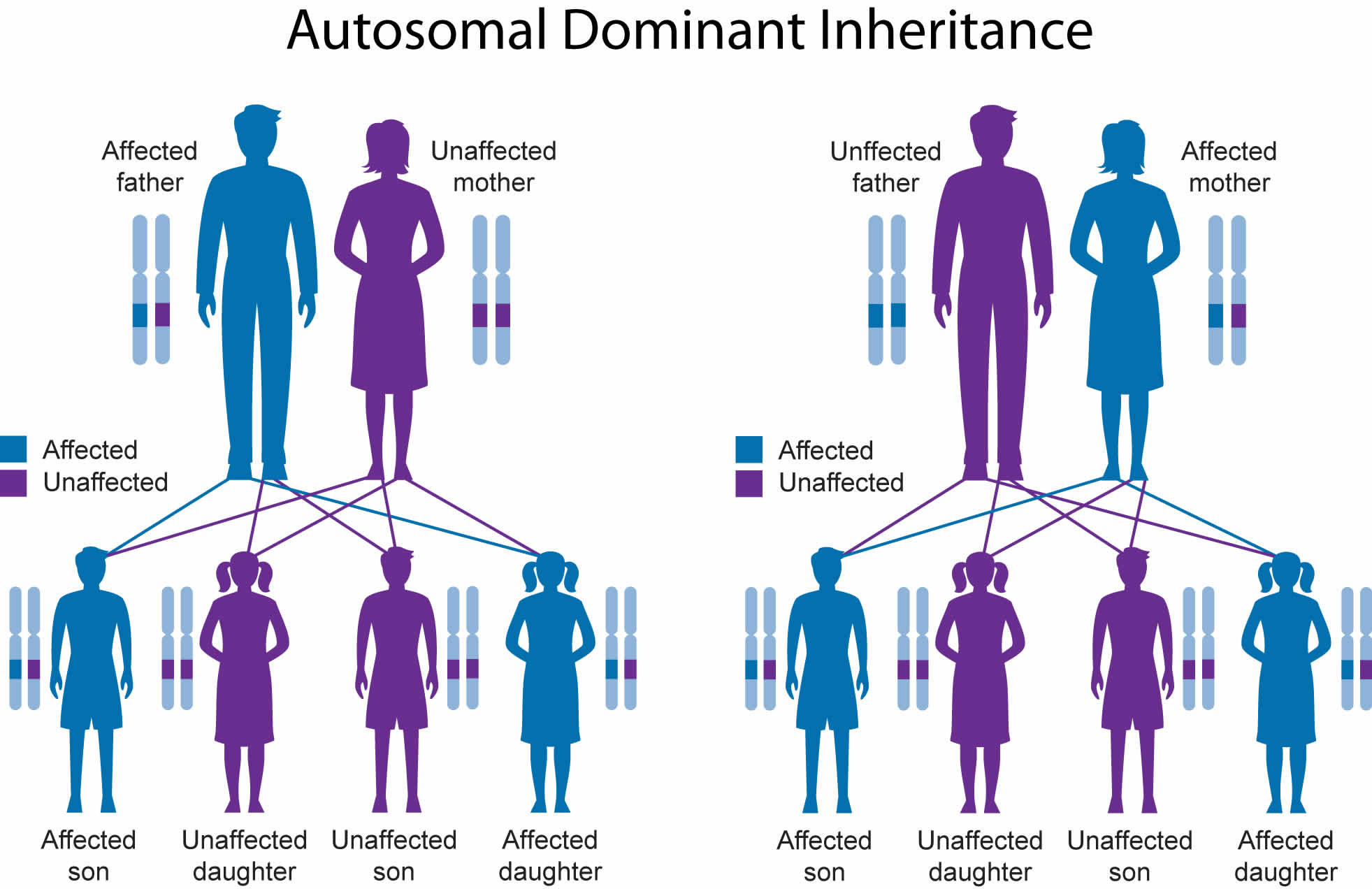 Can A Recessive Trait Be On The Y Chromosome / Autosomal recessive