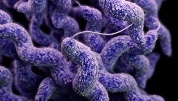 Campylobacter bacteria