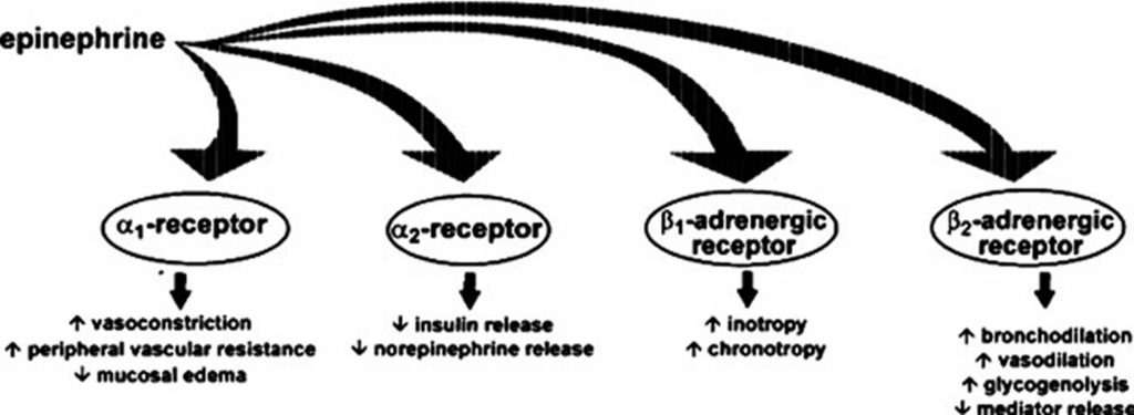 Epinephrine function, epinephrine uses, dosage & epinephrine side effects