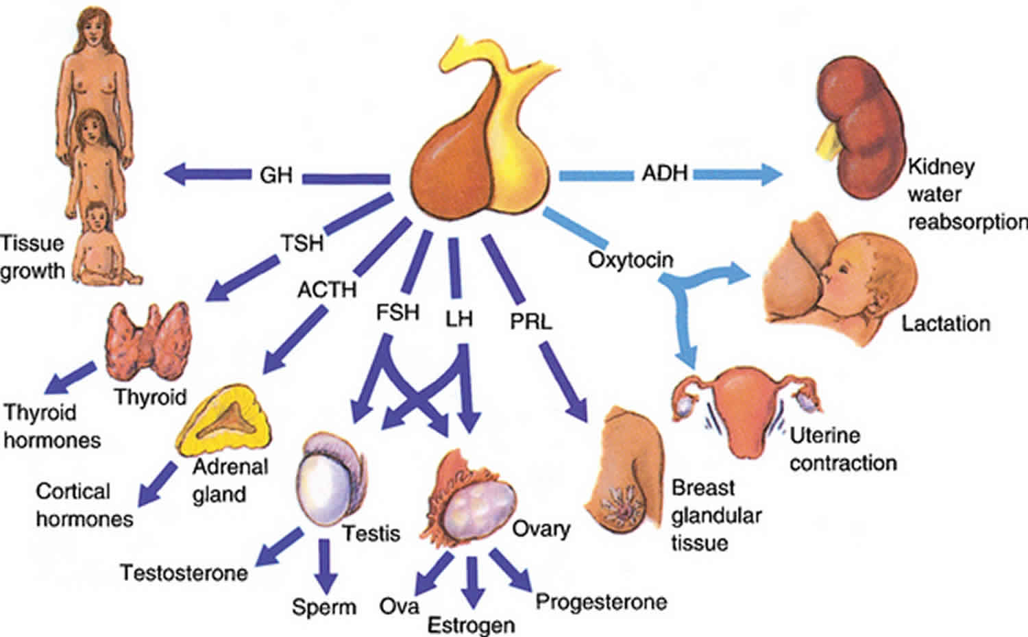 Follicle Stimulating Hormone Function Source FSH Blood Test FSH Levels