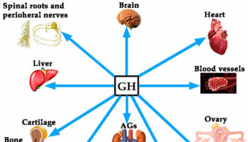 HGH