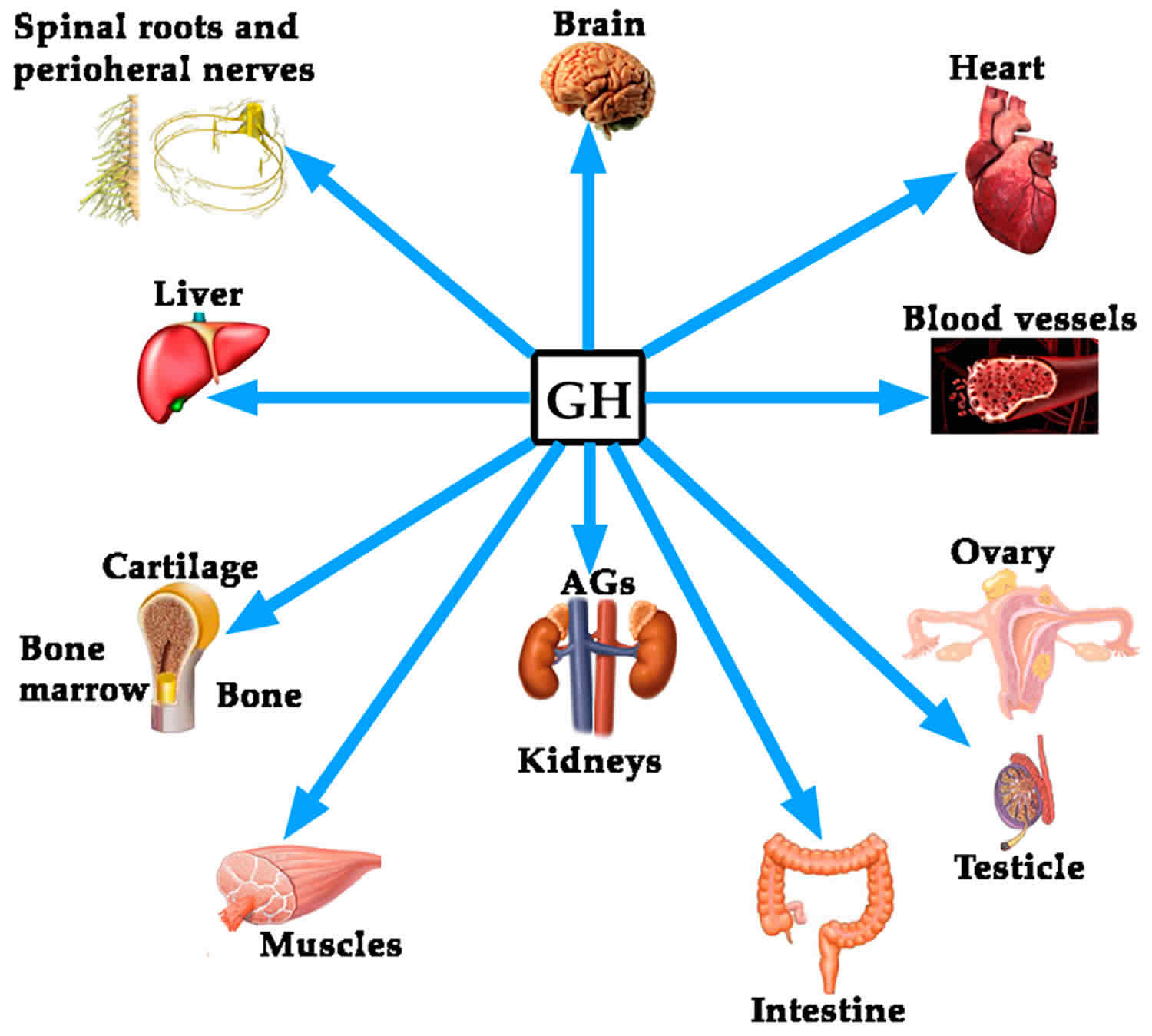 Hgh Or Human Growth Hormone Function Uses Dosage And Side Effects 4934