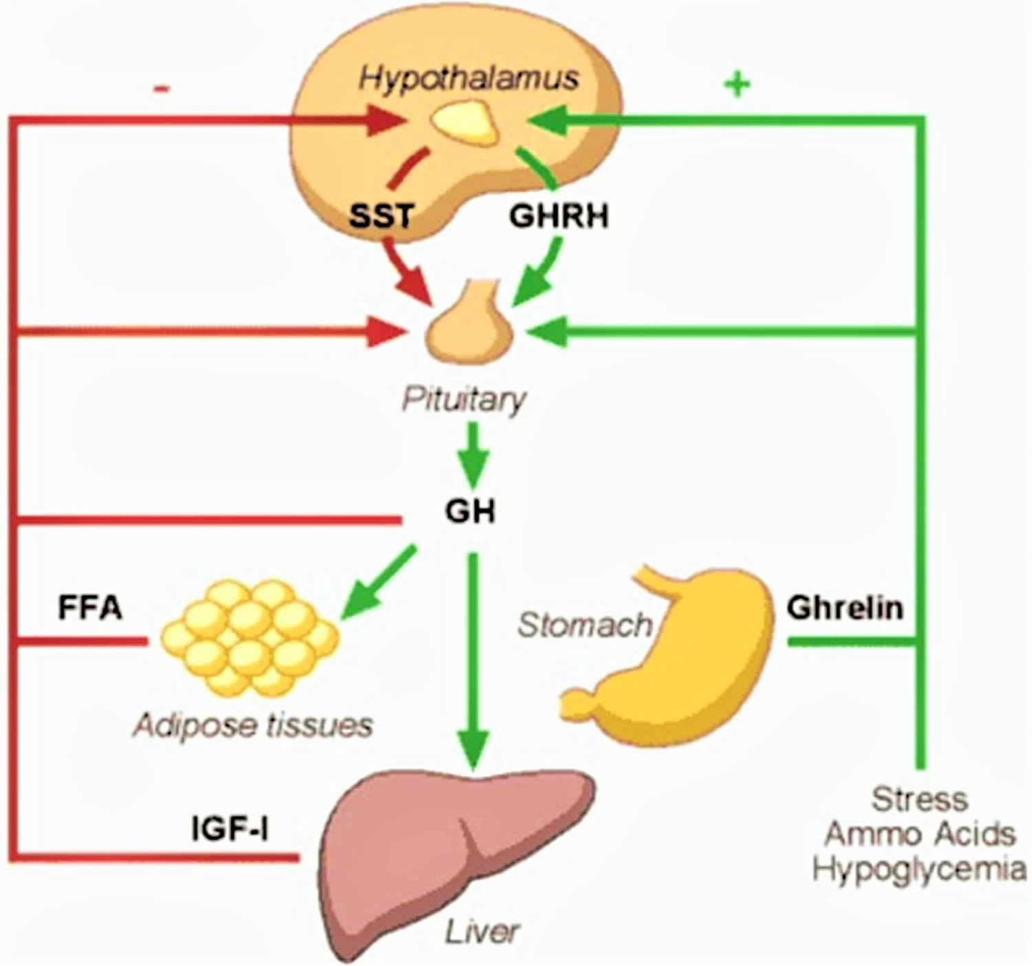 HGH or human growth hormone function, uses, dosage & side effects