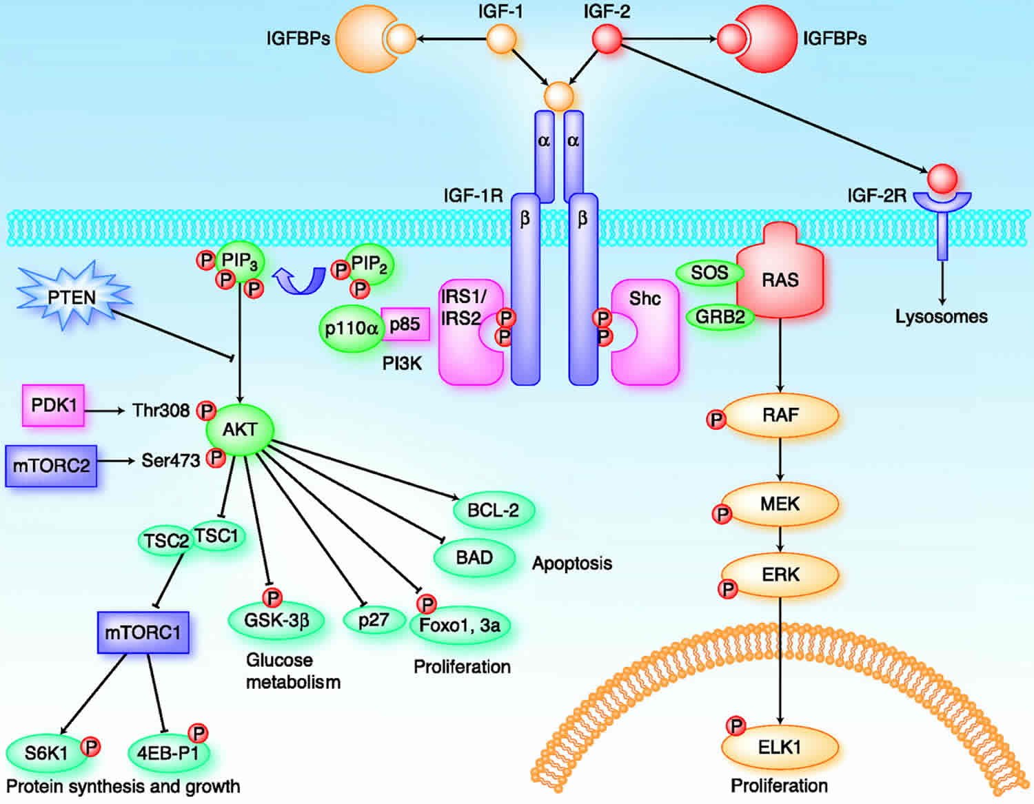 IGF insulin like growth factor 1 function IGF test normal IGF