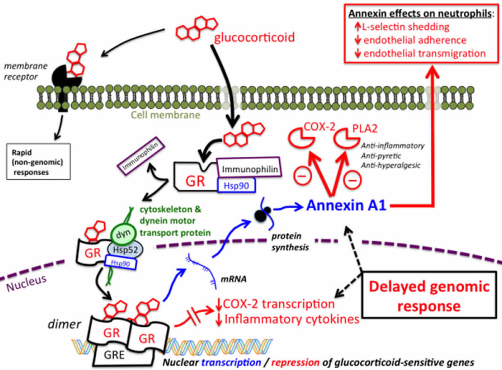 Glucocorticoids function, excess, deficiency, resistance and treatment