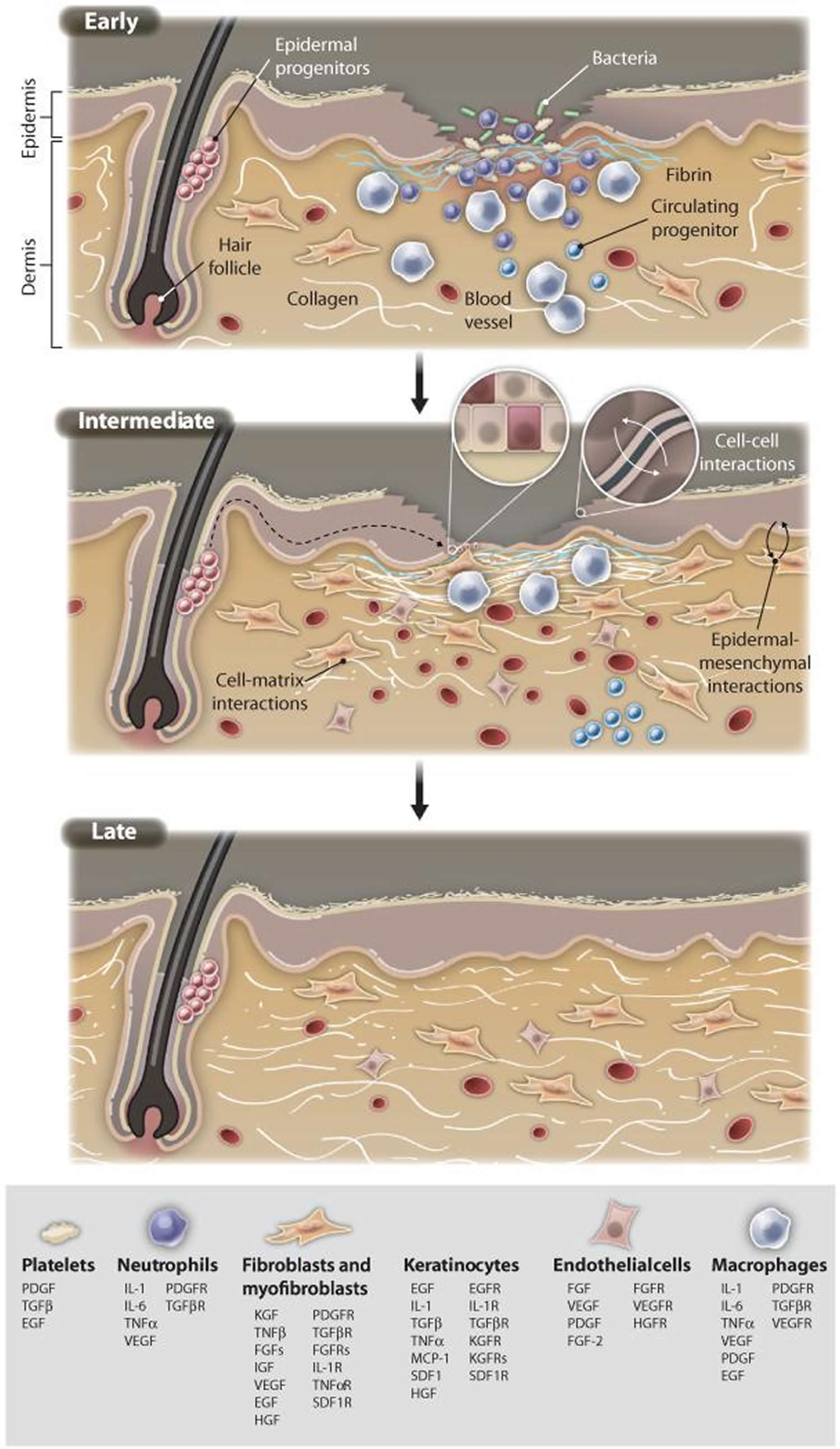 Normal skin repair