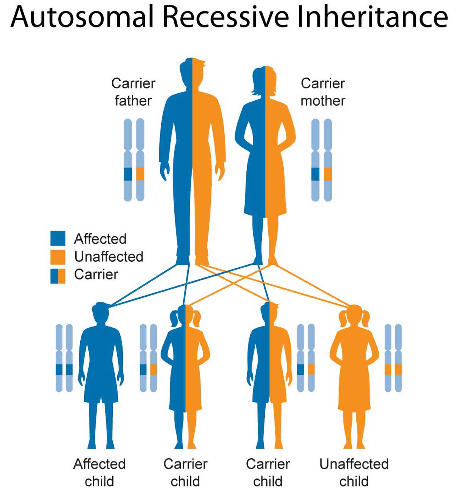 what does recessive genetic disorder mean