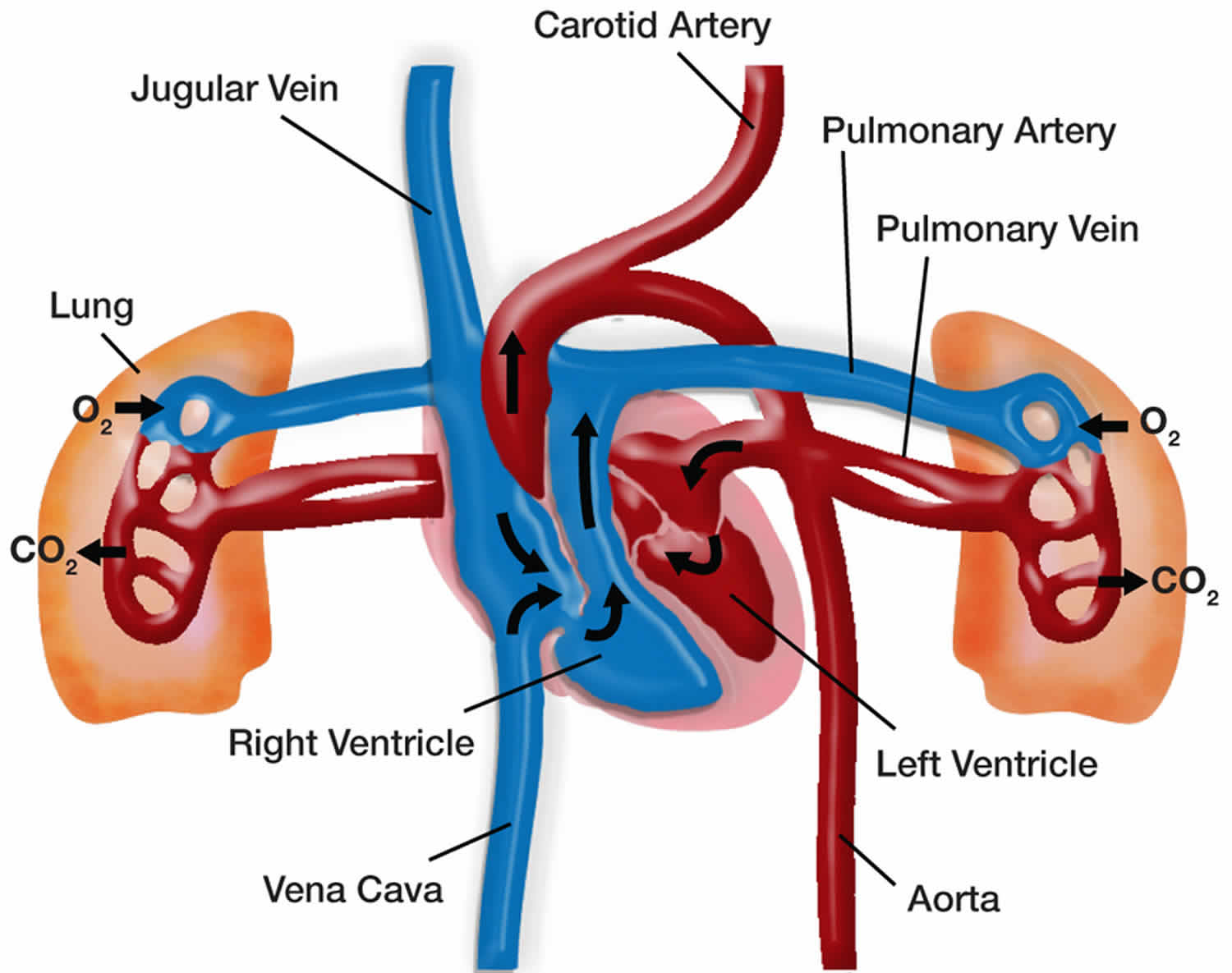 Heart And Lungs Diagram Labeled