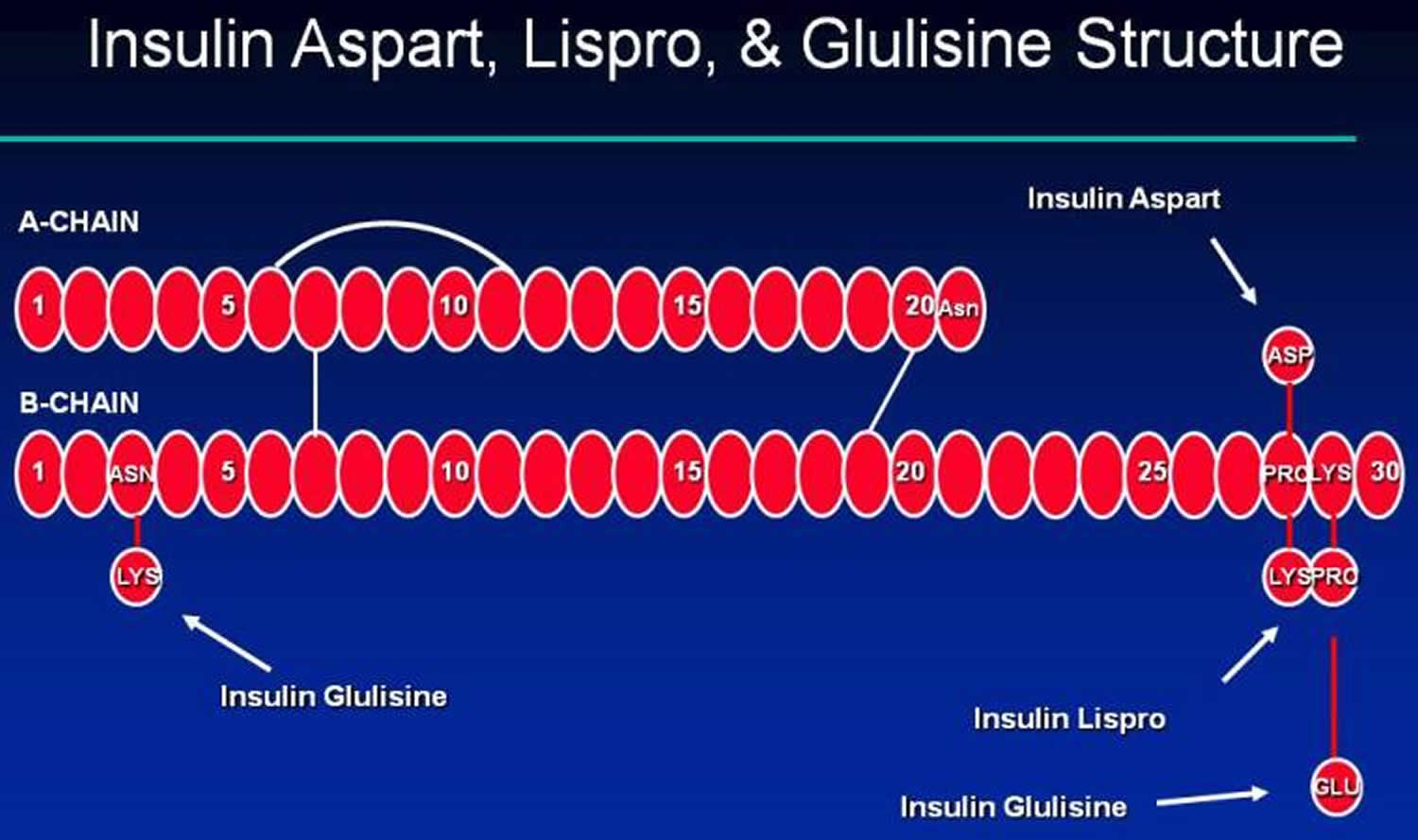 Rapid acting insulin
