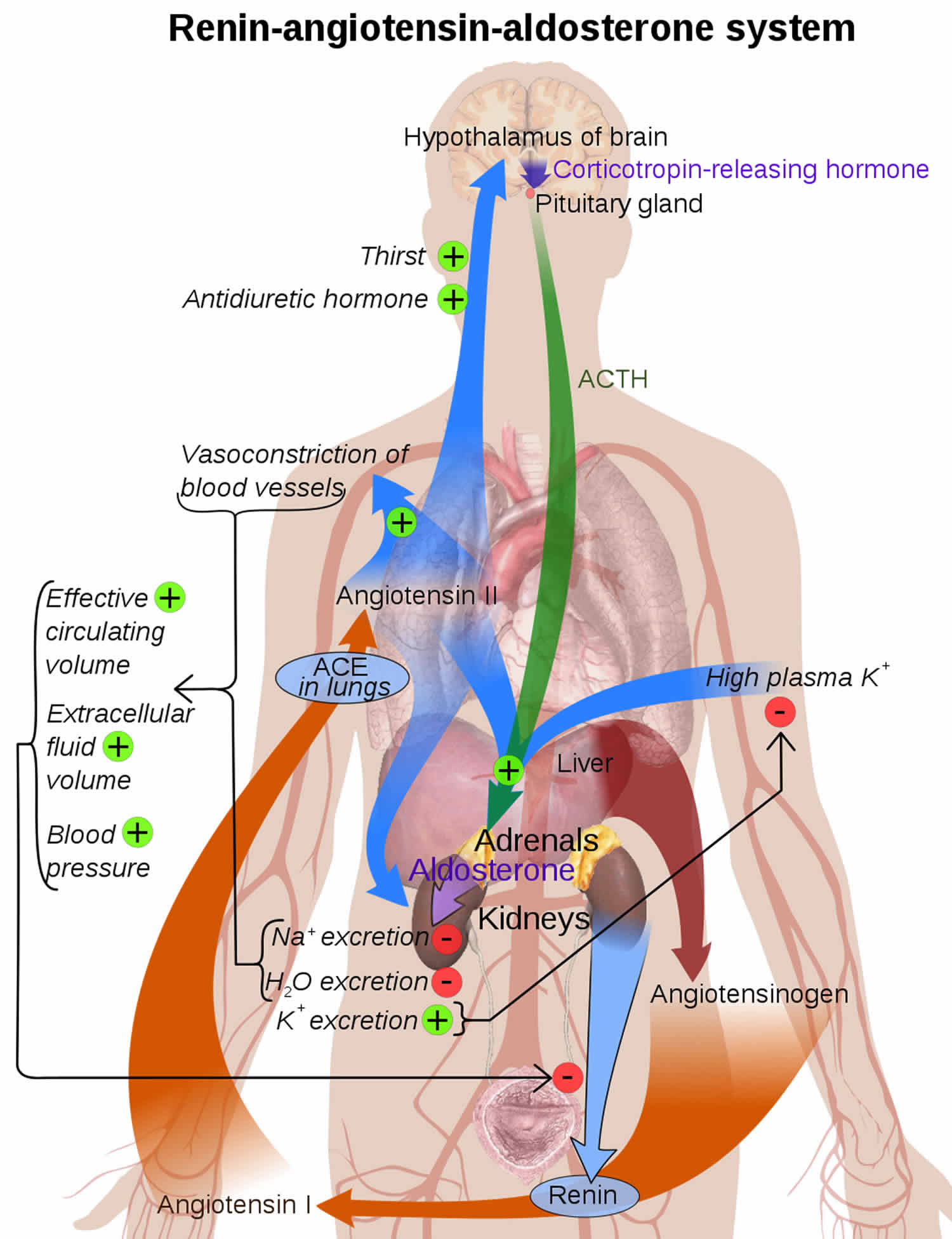 Renin angiotensin aldosterone system