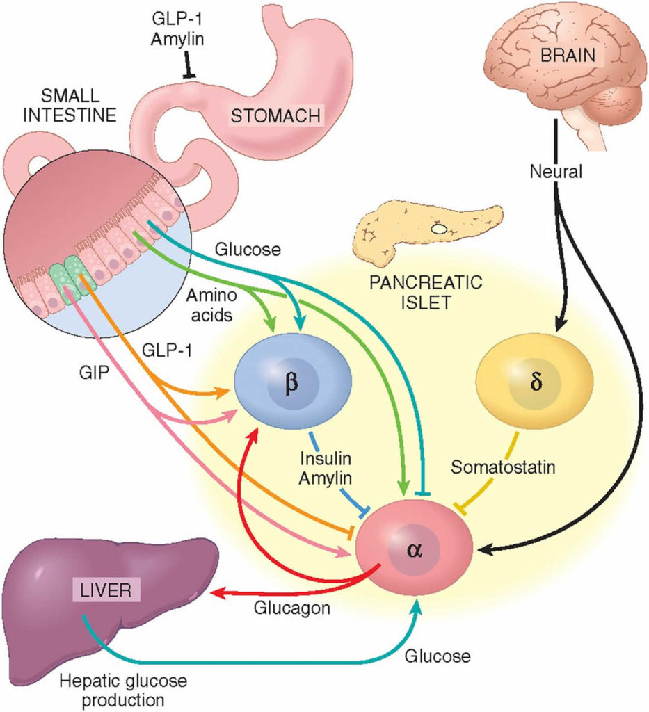 Glucagon Function, Production, Glucagon Injection & Glucagon Side Effects