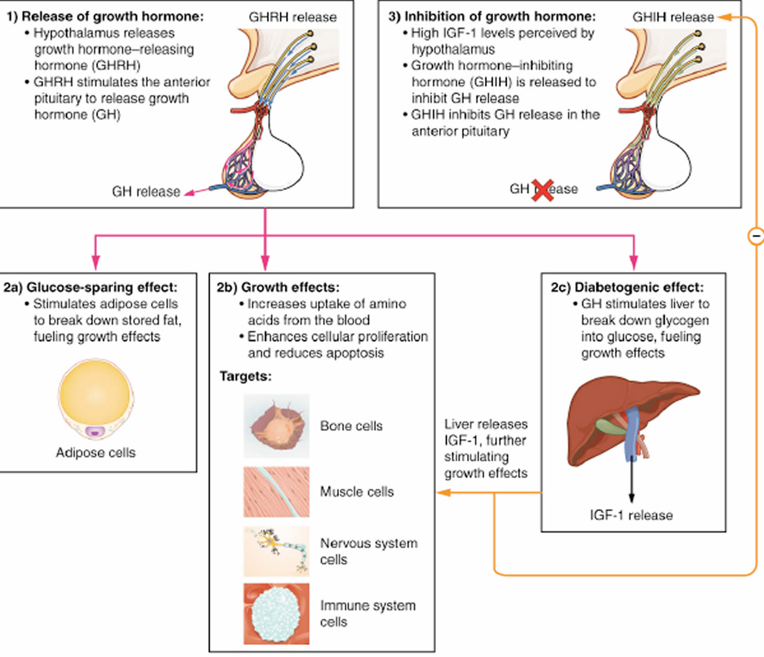 Summary of actions of growth hormone and IGF-1