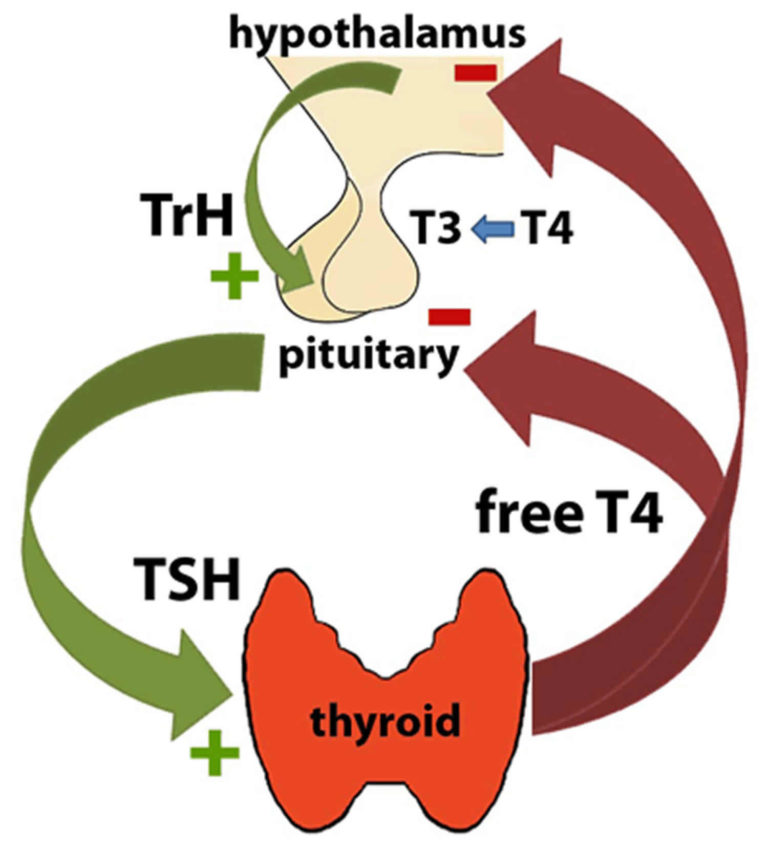 tsh-or-thyroid-stimulating-hormone-test-tsh-levels-tsh-interpretation