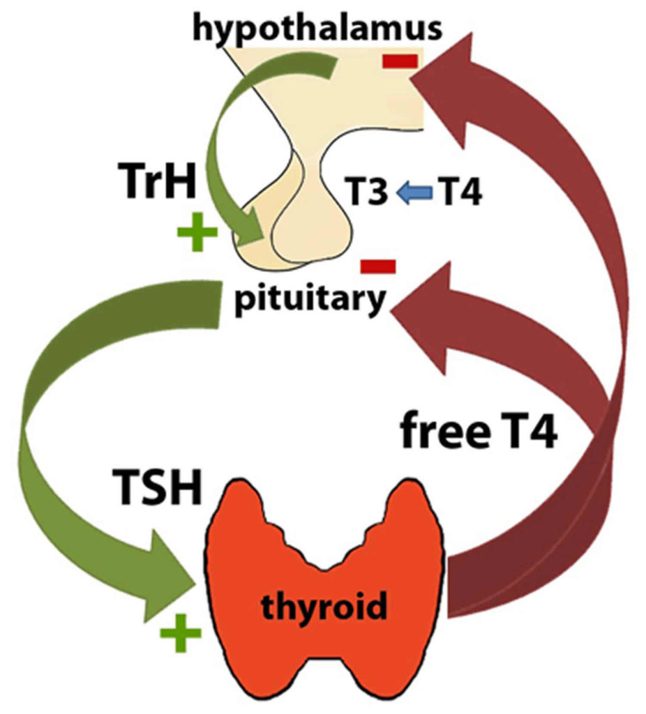 Tsh Or Thyroid Stimulating Hormone Test Tsh Levels And Tsh Interpretation 1431