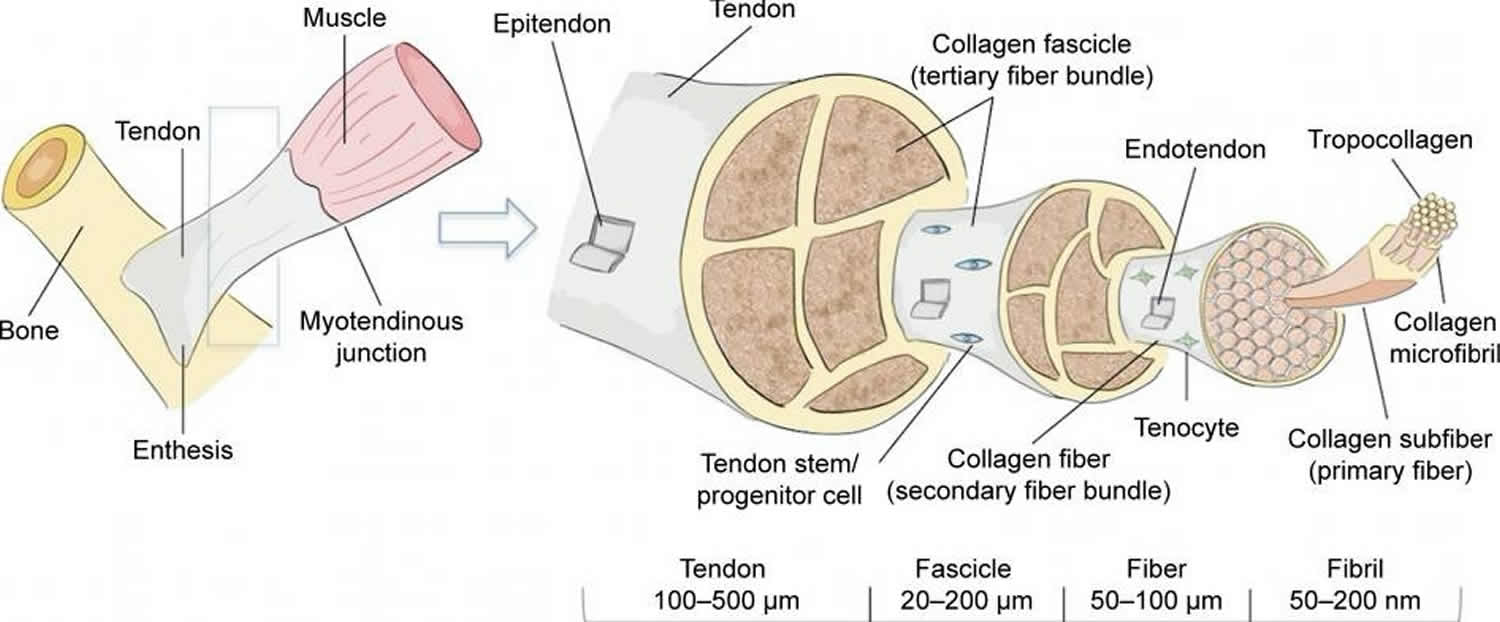 Tendon anatomy and structure