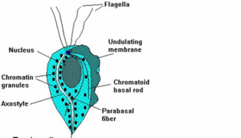 Trichomoniasis