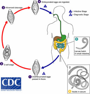 Whipworm in humans symptoms, prevention, diagnosis & whipworm treatment