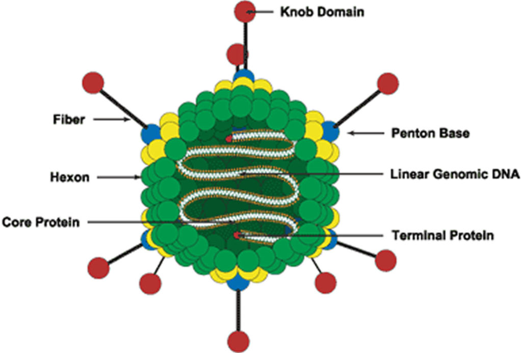 Adenovirus transmission, symptoms, prevention & adenovirus treatment