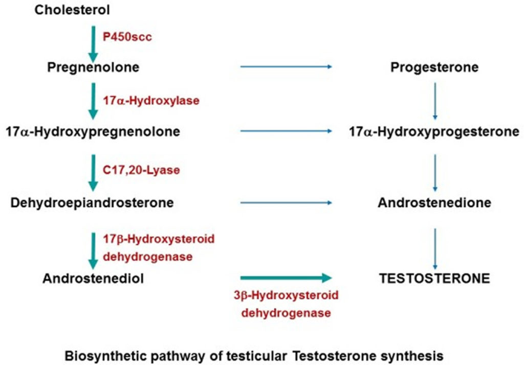 Androgen function, production, causes of excess androgen or low androgen