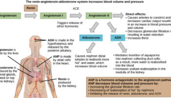 angiotensin