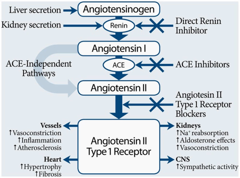 Ace Inhibitors Drugs Uses Function Contraindications And Side Effects 8423