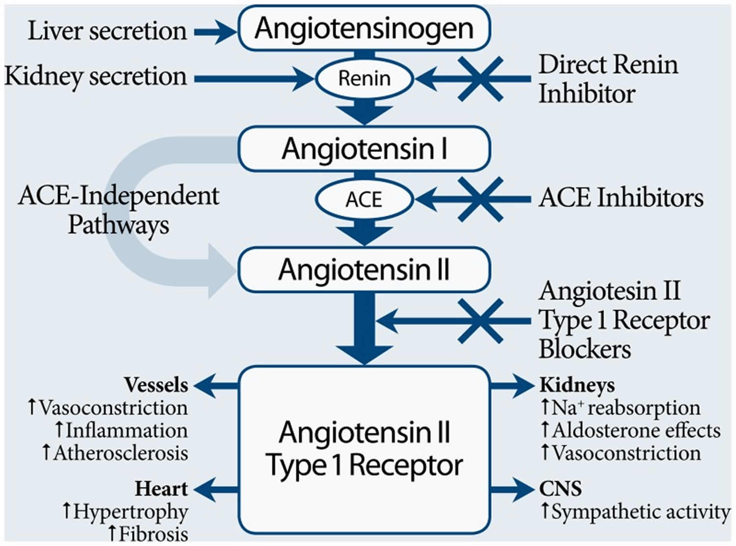 Angiotensin production