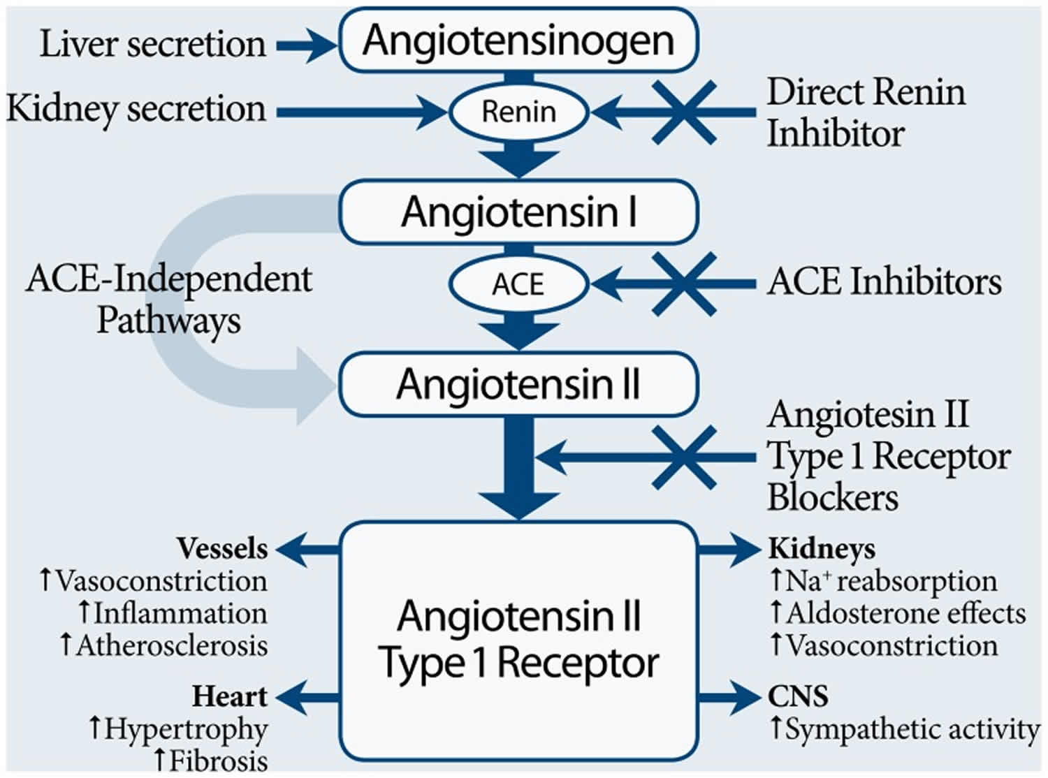 Angiotensin Converting Enzyme Ace Inhibitors List