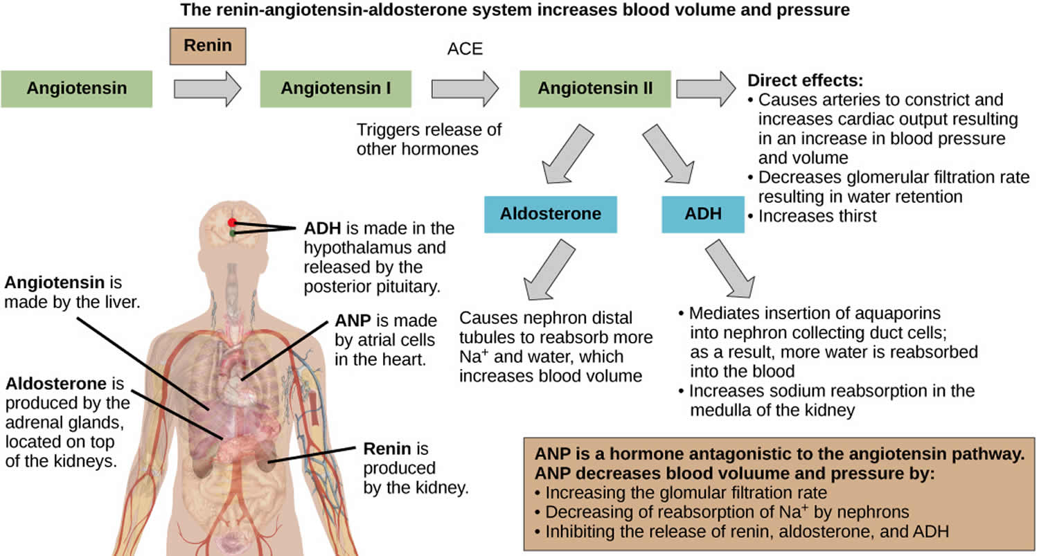 angiotensin-renin-angiotensin-aldosterone-system-angiotensin-2-function