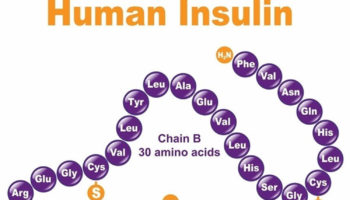 insulin-structure