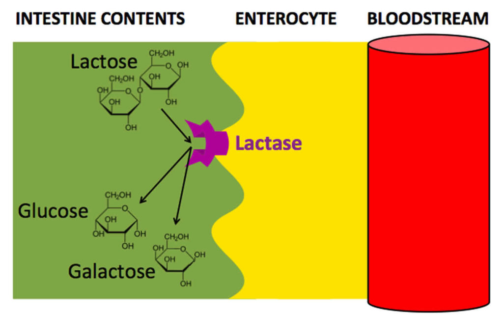 enzyme lactase experiment