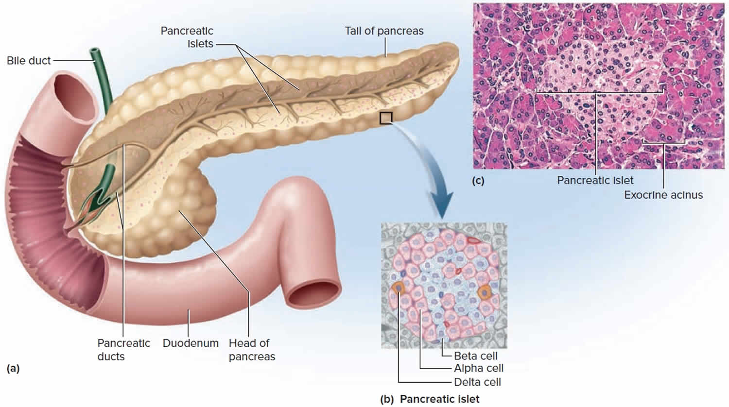pancreatic islets of Langerhans