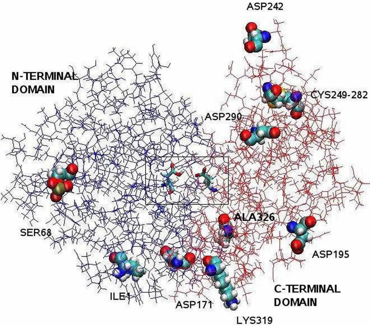 pepsin location