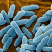 pseudomonas