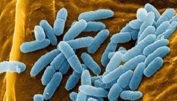 pseudomonas