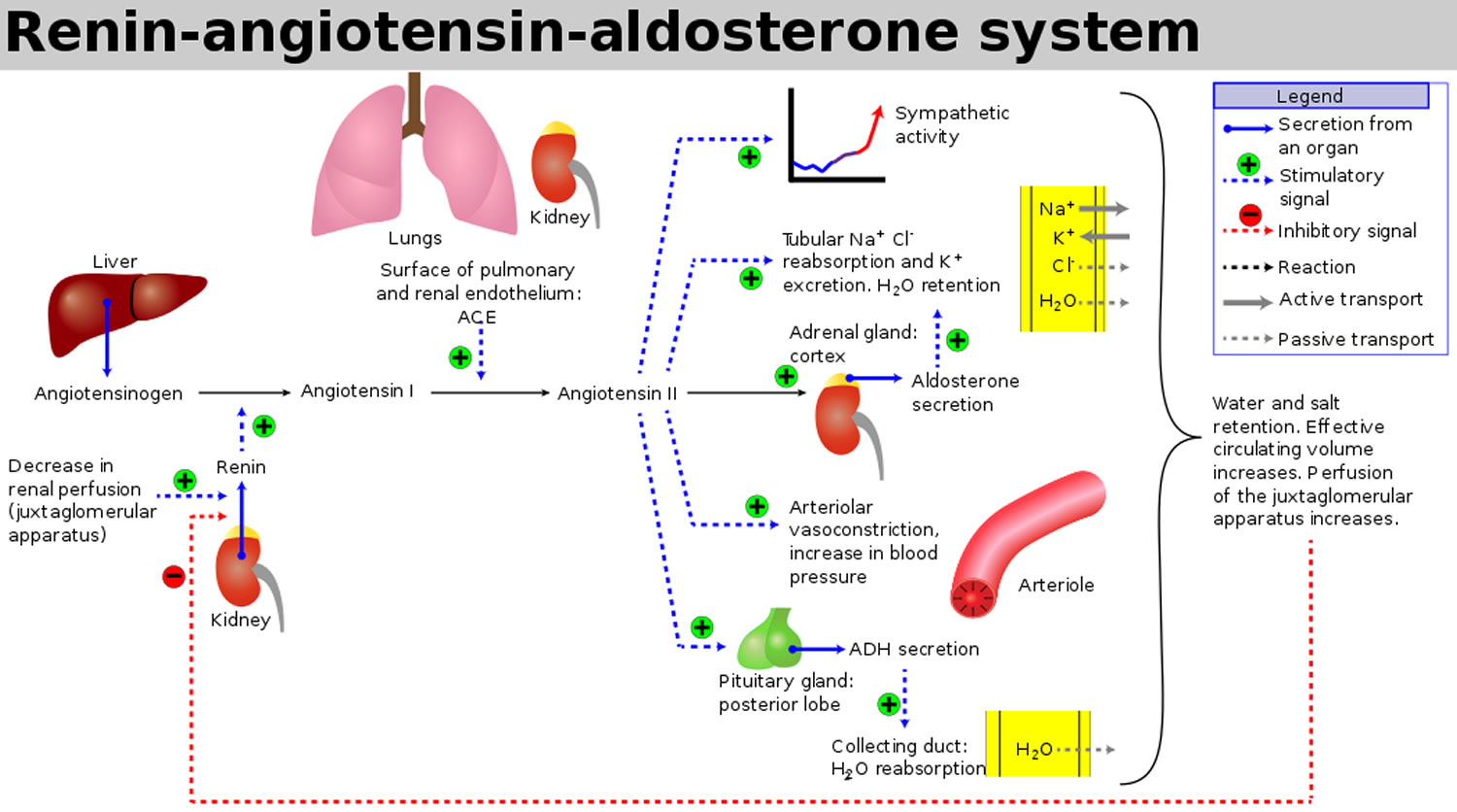 Renin angiotensin aldosterone system