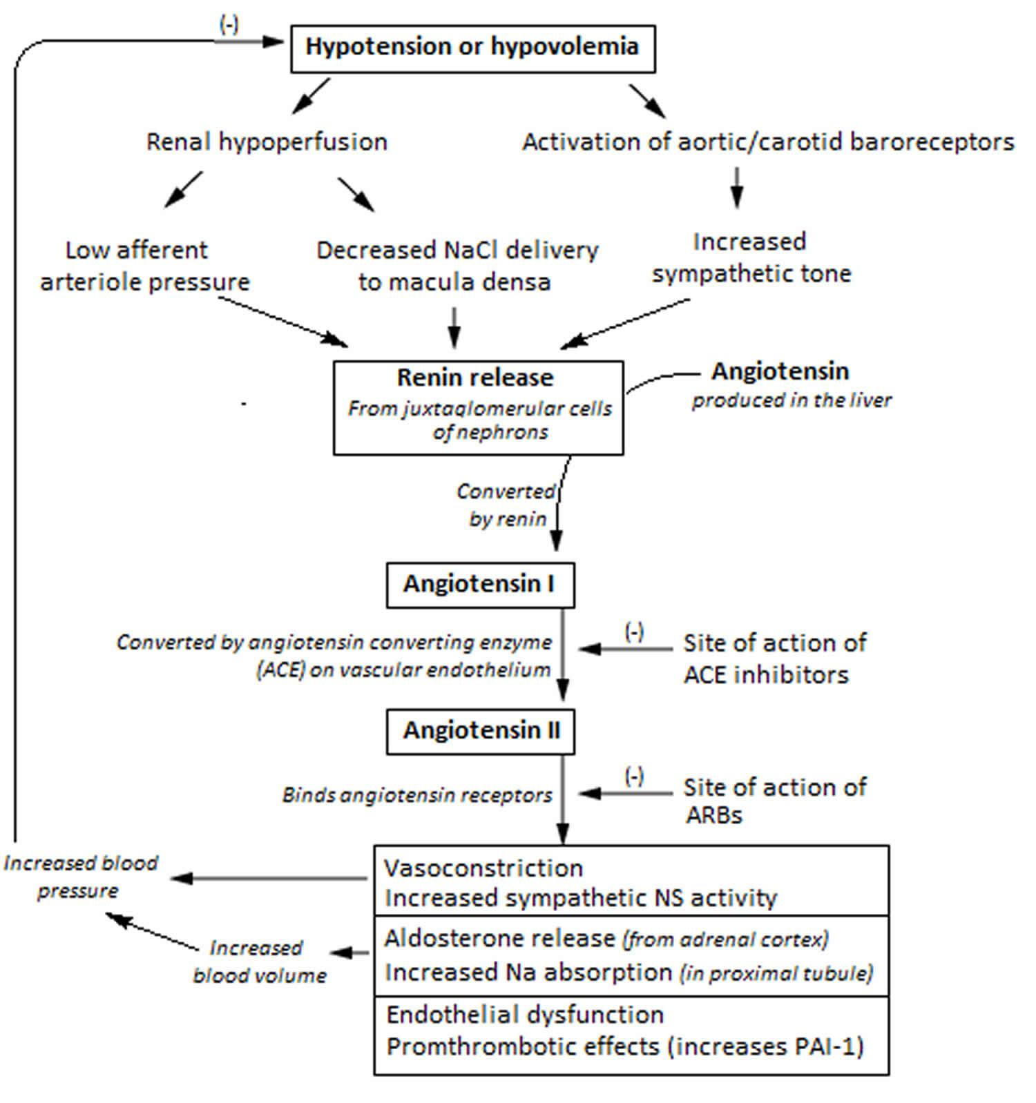 Renin angiotensin aldosterone system mechanism of action