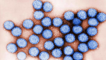 rotavirus