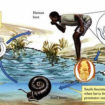 schistosomiasis