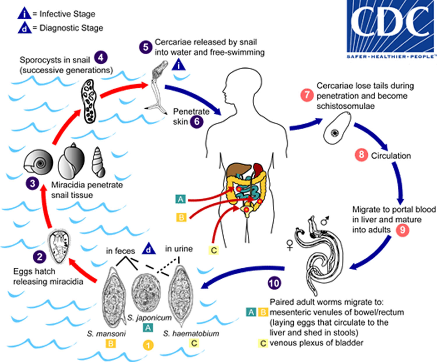 schistosomiasis life cycle