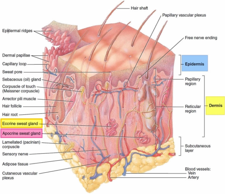 Prickly heat rash, miliaria causes, types, prevention and treatment